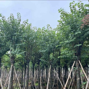 宫粉紫荆12～20公分基地直销规格齐全欢迎老板来电