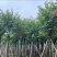 宫粉紫荆12～20公分基地直销规格齐全欢迎老板来电