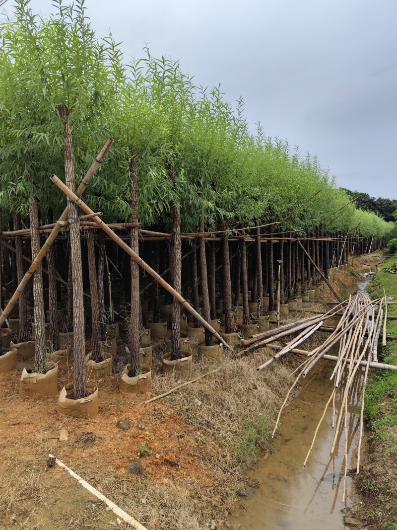 柳树5-12公分大量出售一手货源基地供应欢迎采购