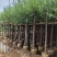 柳树5-12公分大量出售一手货源基地供应欢迎采购