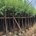 柳树5-12公分大量出售一手货源基地供应欢迎采购