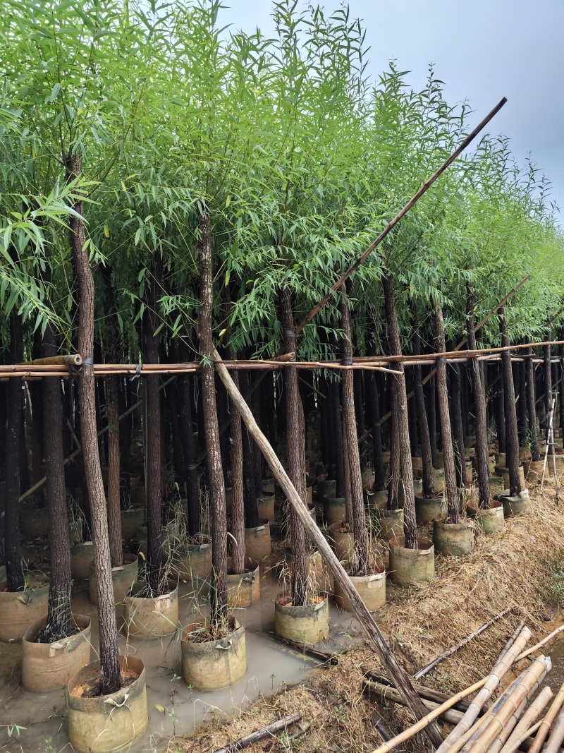 柳树5-12公分大量出售一手货源基地供应欢迎采购