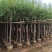 柳树5-12公分大量出售一手货源基地供应欢迎采购