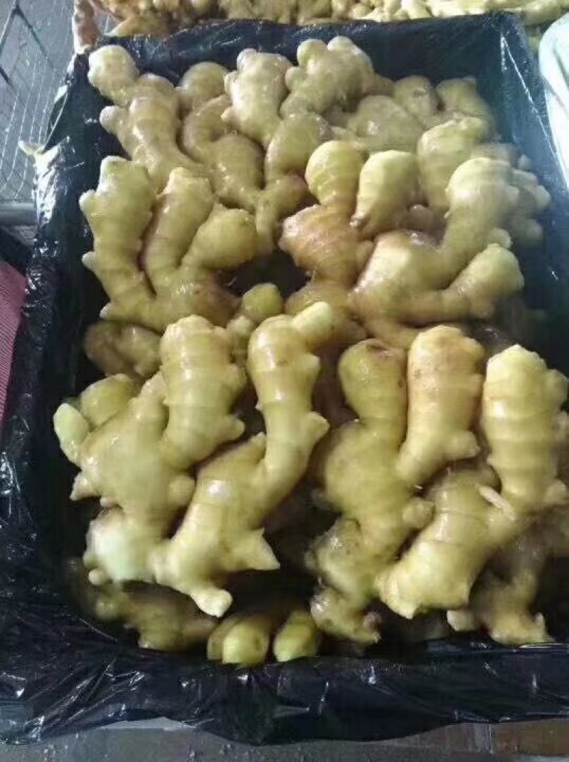 大黄姜小黄姜大量现货供应全国发货，质量保证，坏烂包赔