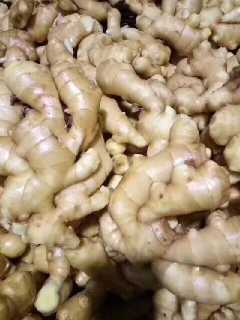 大黄姜小黄姜大量现货供应全国发货，质量保证，坏烂包赔