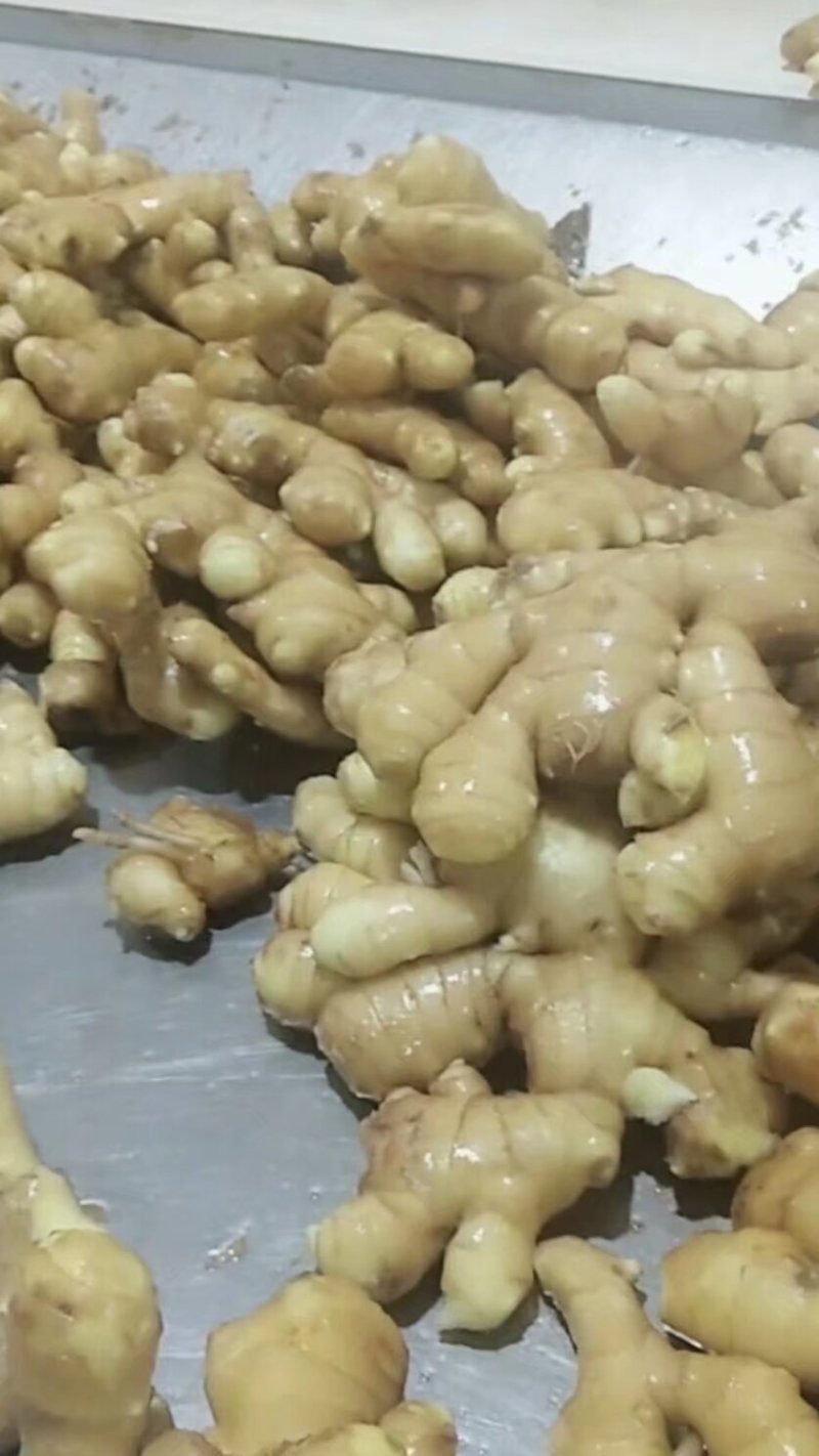 大黄姜小黄姜大量现货供应全国发货，质量保证，坏烂包赔