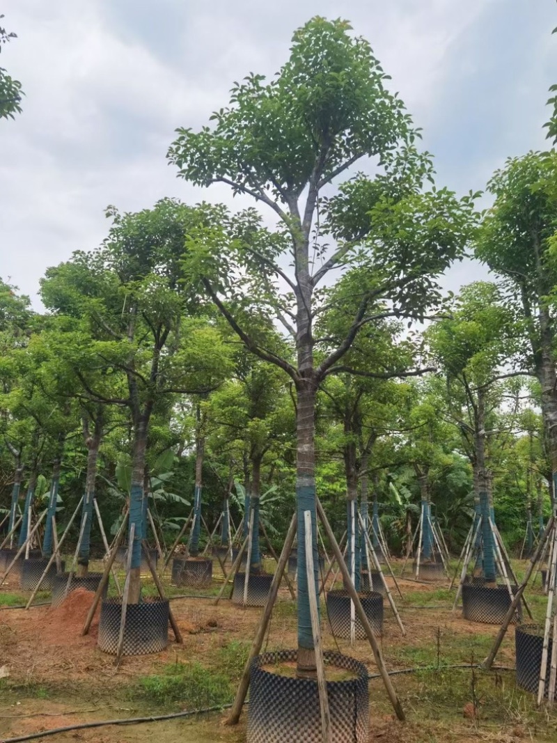 香樟树15～20公分基地直销规格齐全欢迎老板来电咨询