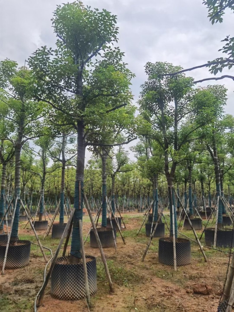 香樟树15～20公分基地直销规格齐全欢迎老板来电咨询