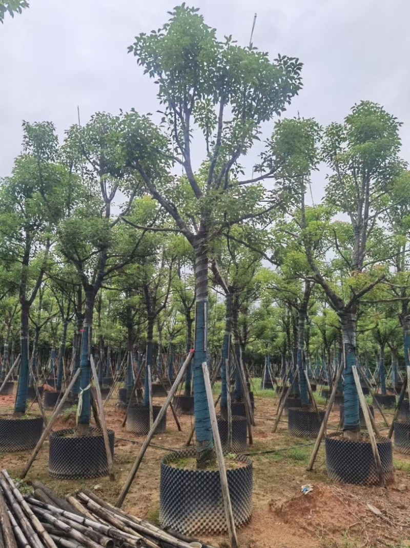 香樟树15～20公分基地直销规格齐全欢迎老板来电咨询