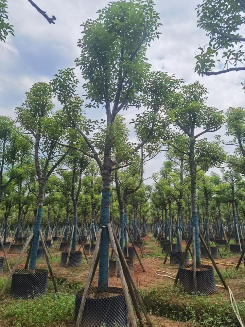 香樟树15～20公分基地直销规格齐全欢迎老板来电咨询