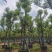香樟树15～20公分基地直销规格齐全欢迎老板来电咨询