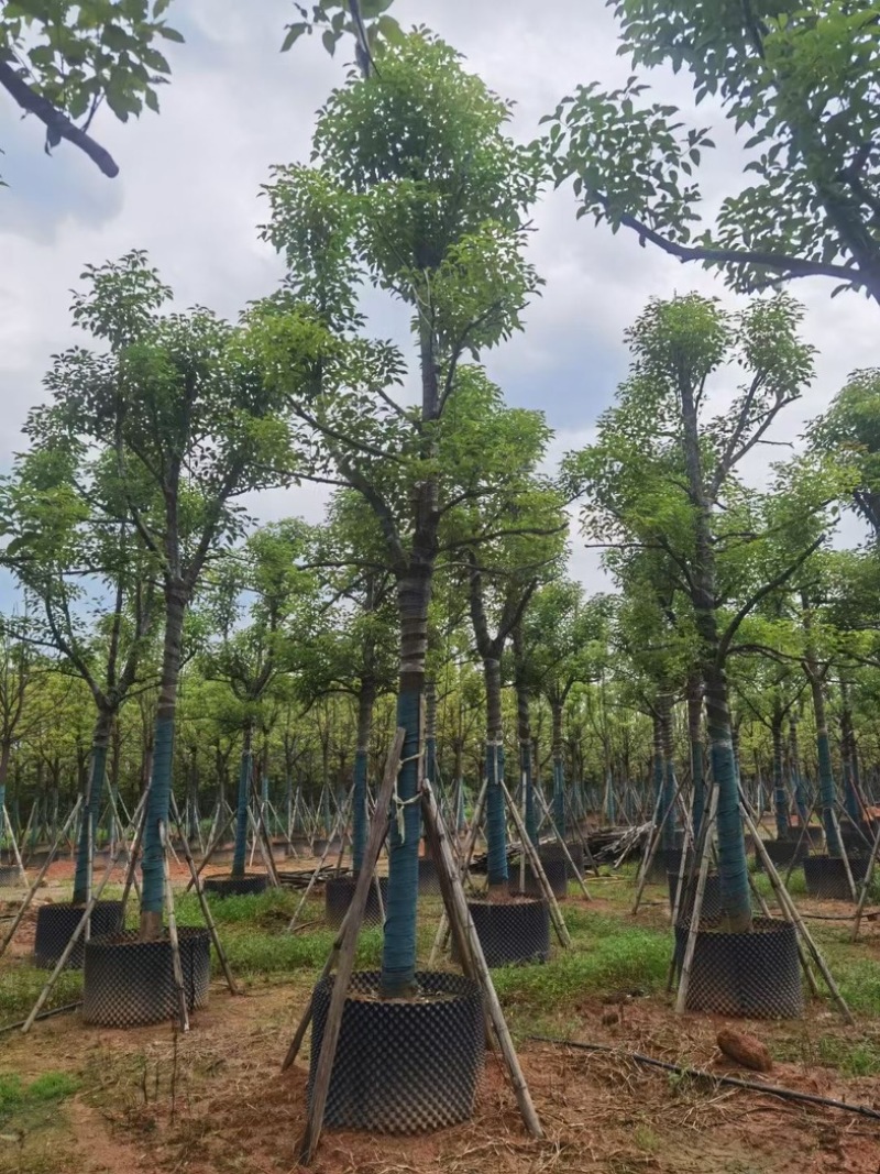 香樟树15～20公分基地直销规格齐全欢迎老板来电咨询