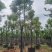 香樟树15～20公分基地直销规格齐全欢迎老板来电咨询