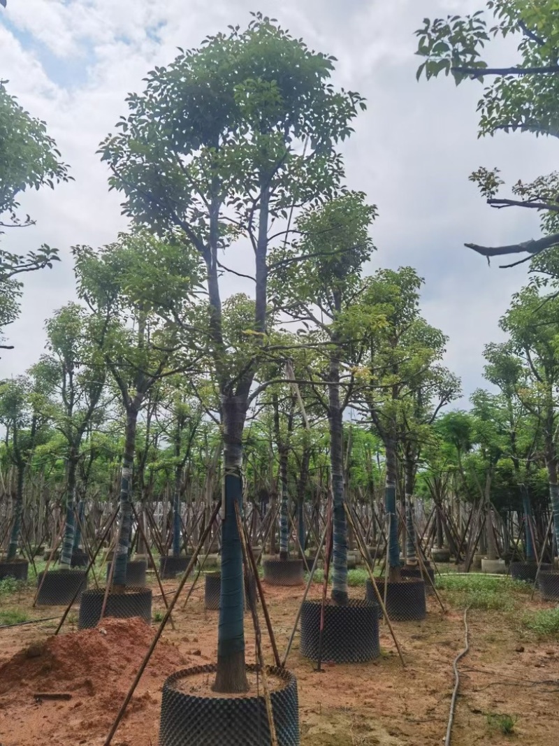 香樟树15～20公分基地直销规格齐全欢迎老板来电咨询