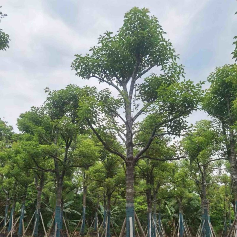 香樟树15～20公分基地直销规格齐全欢迎老板来电咨询