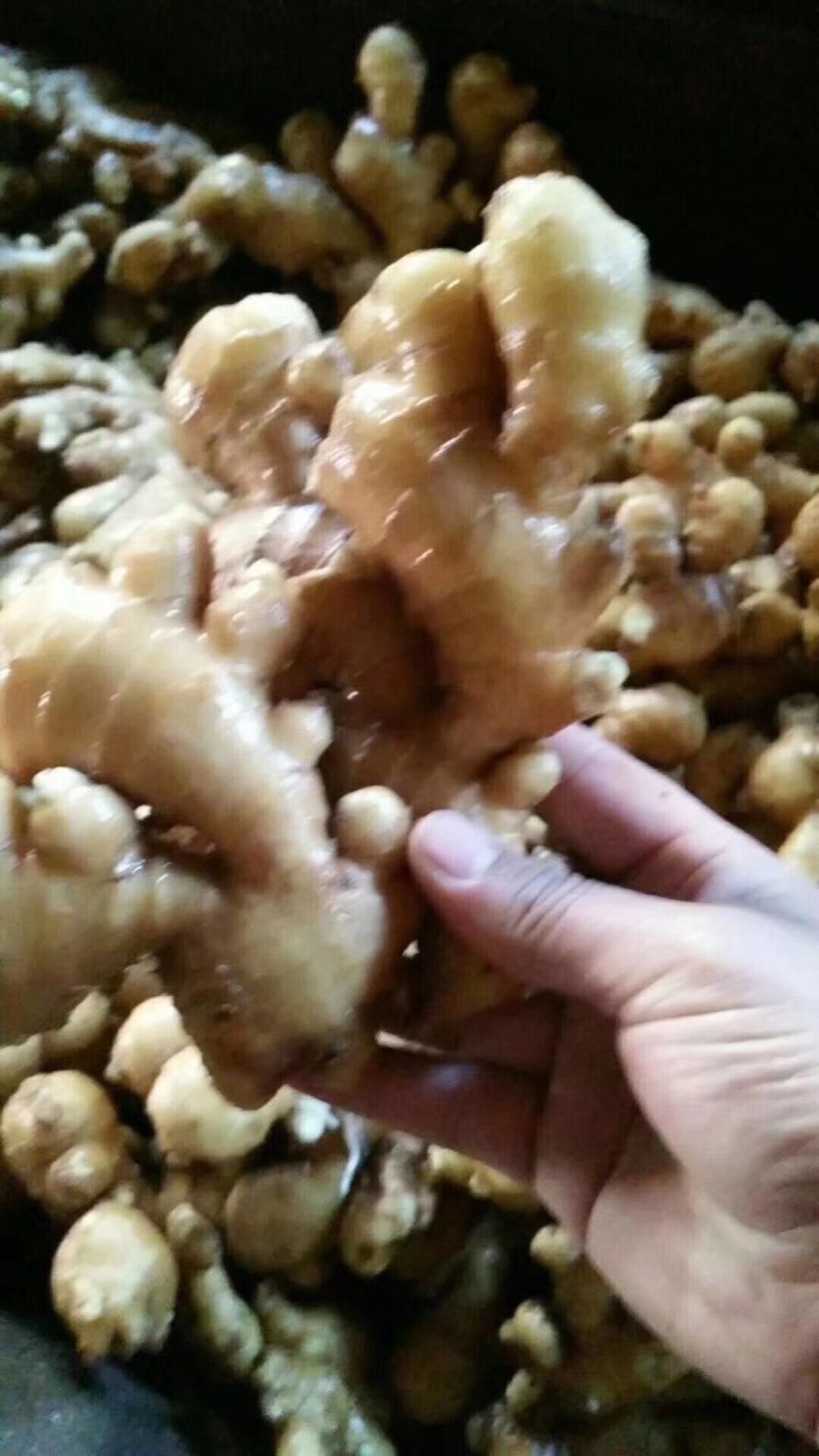 大黄姜小黄姜大量现货供应全国发货，质量保证，坏烂包赔