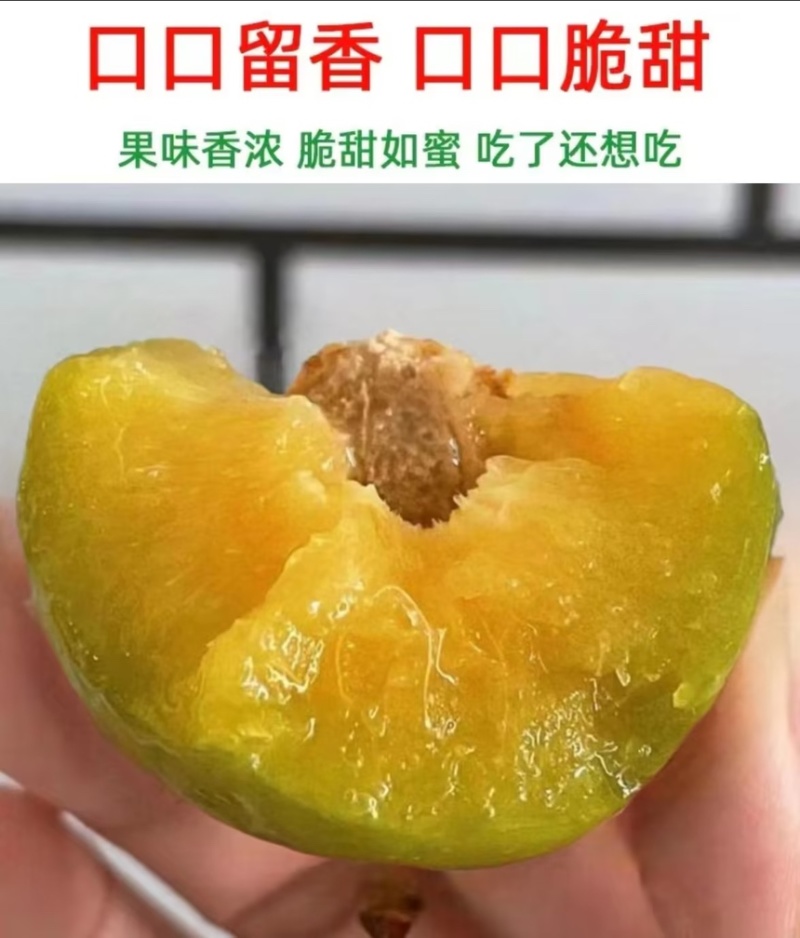 蜂糖李蜜香李产地直发量大从优诚信合作欢迎来电