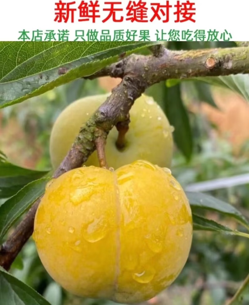 蜂糖李蜜香李产地直发量大从优诚信合作欢迎来电