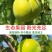 蜂糖李蜜香李产地直发量大从优诚信合作欢迎来电