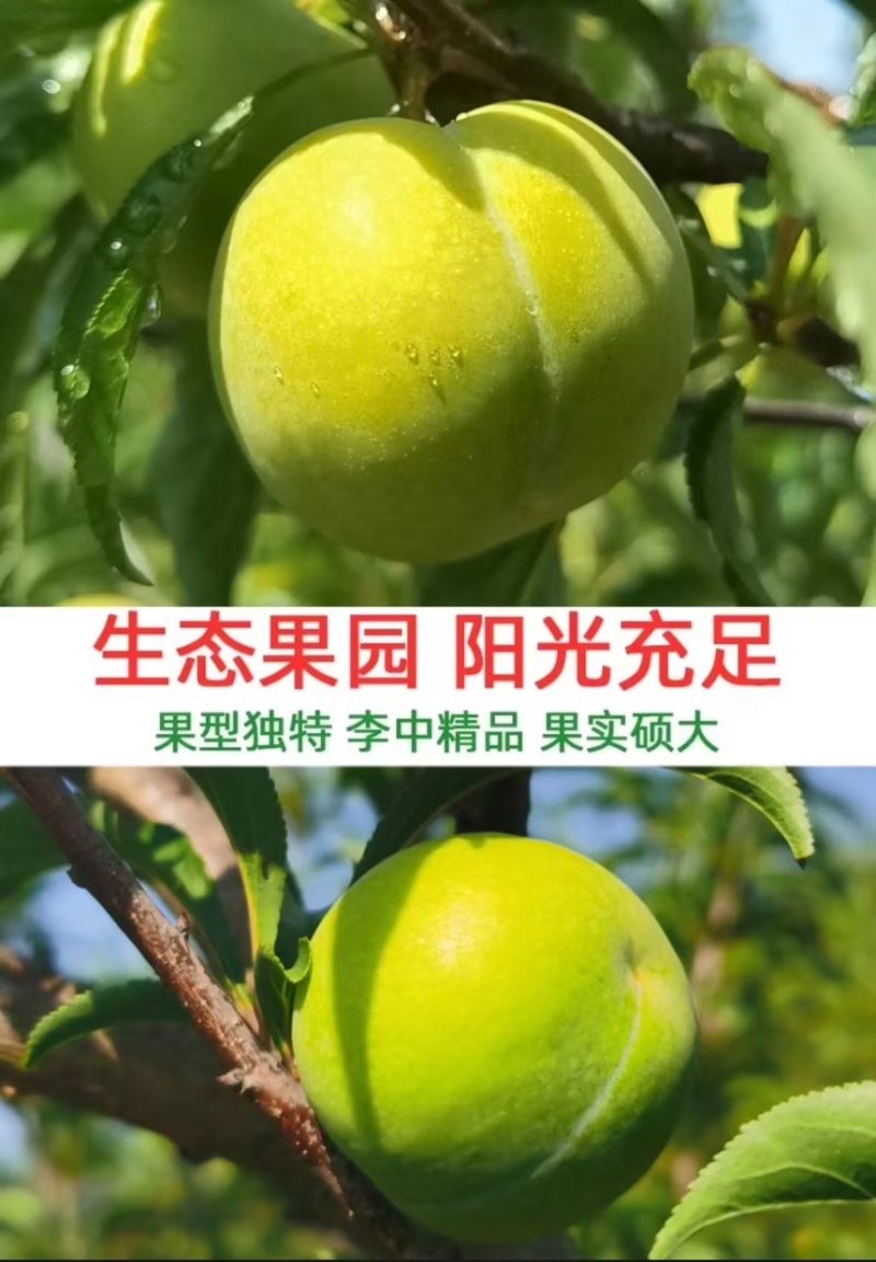 蜂糖李蜜香李产地直发量大从优诚信合作欢迎来电