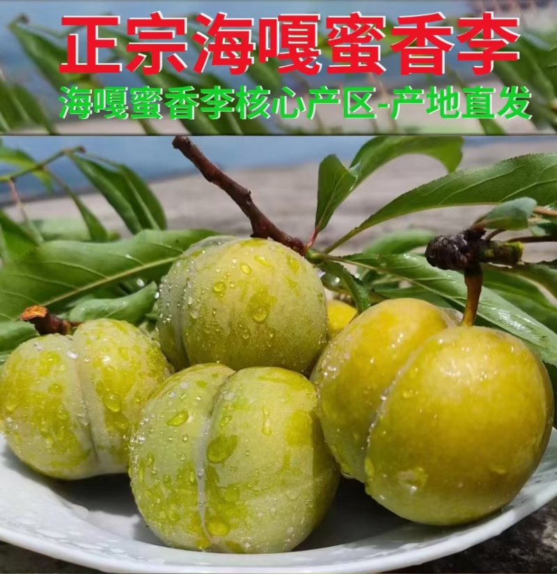 蜂糖李蜜香李产地直发量大从优诚信合作欢迎来电