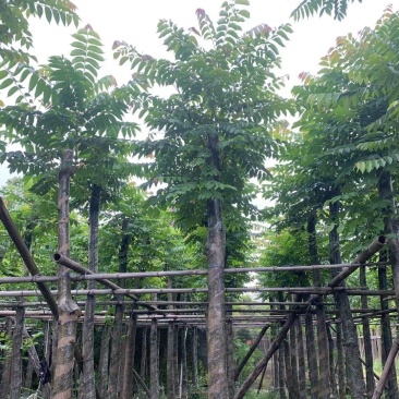 麻楝8-12公分出售量大质优价格优惠欢迎咨询采购