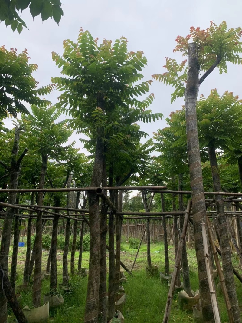 麻楝8-12公分出售量大质优价格优惠欢迎咨询采购