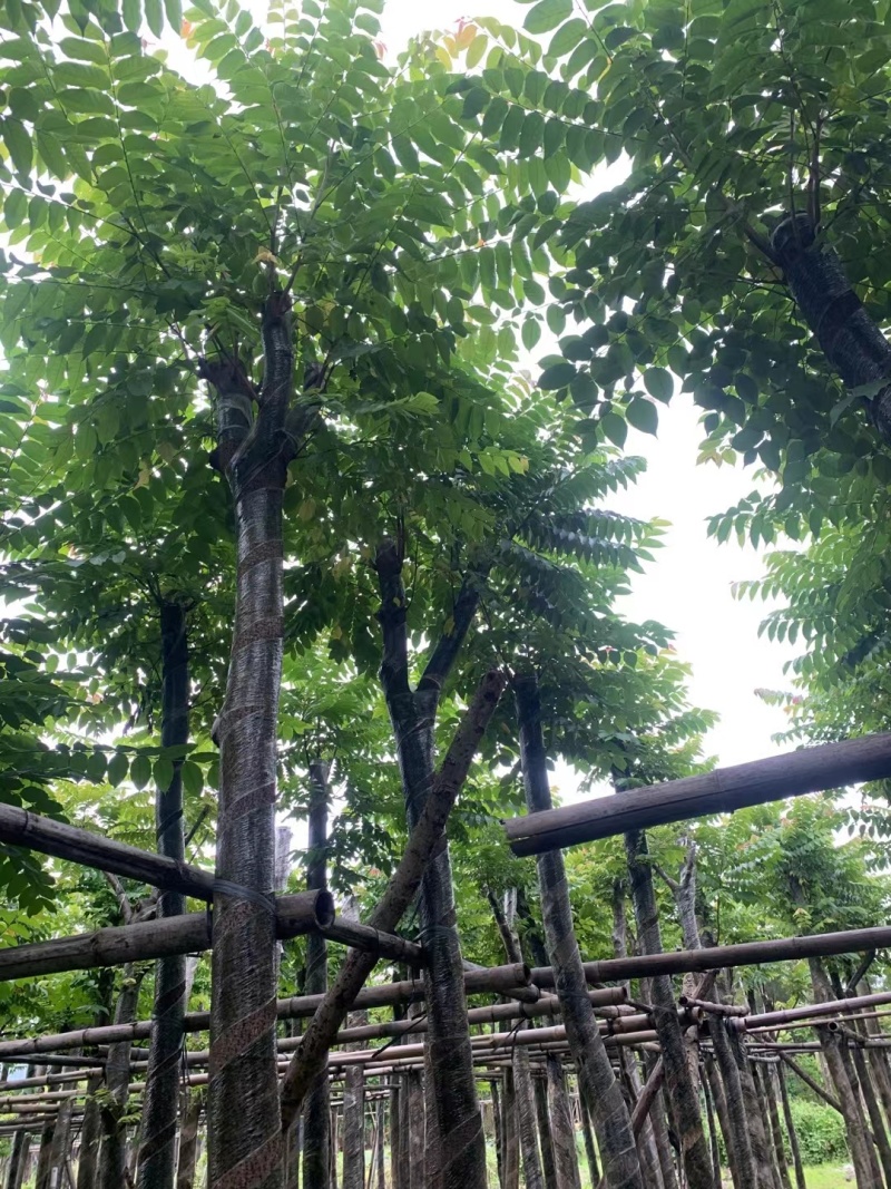麻楝8-12公分出售量大质优价格优惠欢迎咨询采购