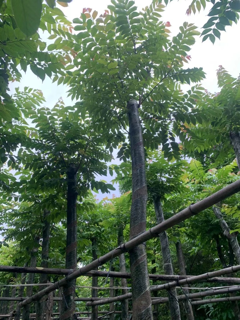 麻楝8-12公分出售量大质优价格优惠欢迎咨询采购