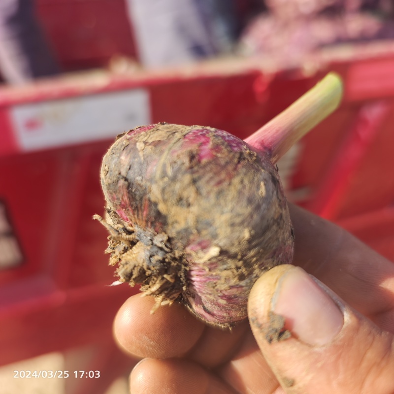 云南保山大蒜很不错有需要的老板联系我价格美丽