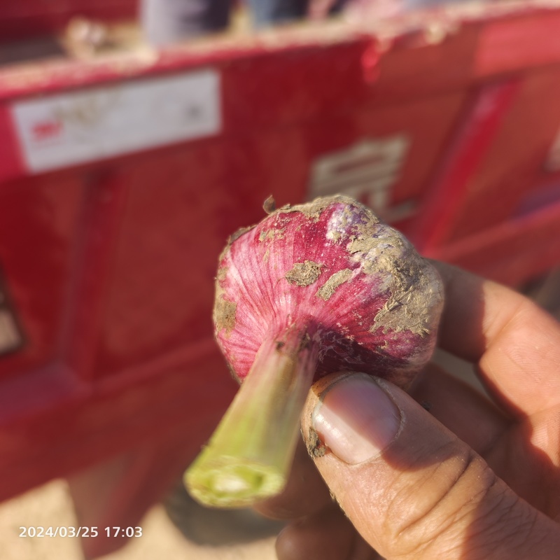 云南保山大蒜很不错有需要的老板联系我价格美丽