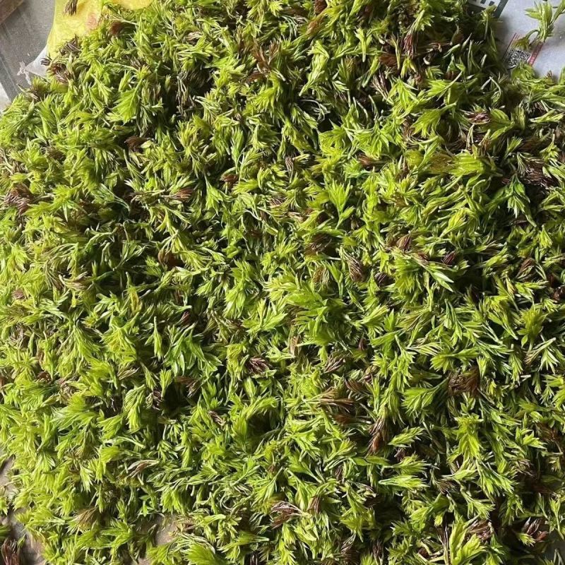 湖南湘西牙尖藤茶又叫龙须藤茶，湖南湘西自产自销批发