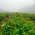 湖南湘西牙尖藤茶又叫龙须藤茶，湖南湘西自产自销批发