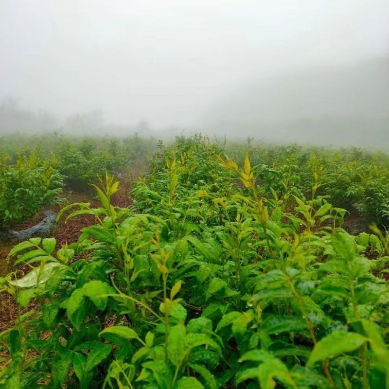 湖南湘西牙尖藤茶又叫龙须藤茶，湖南湘西自产自销批发