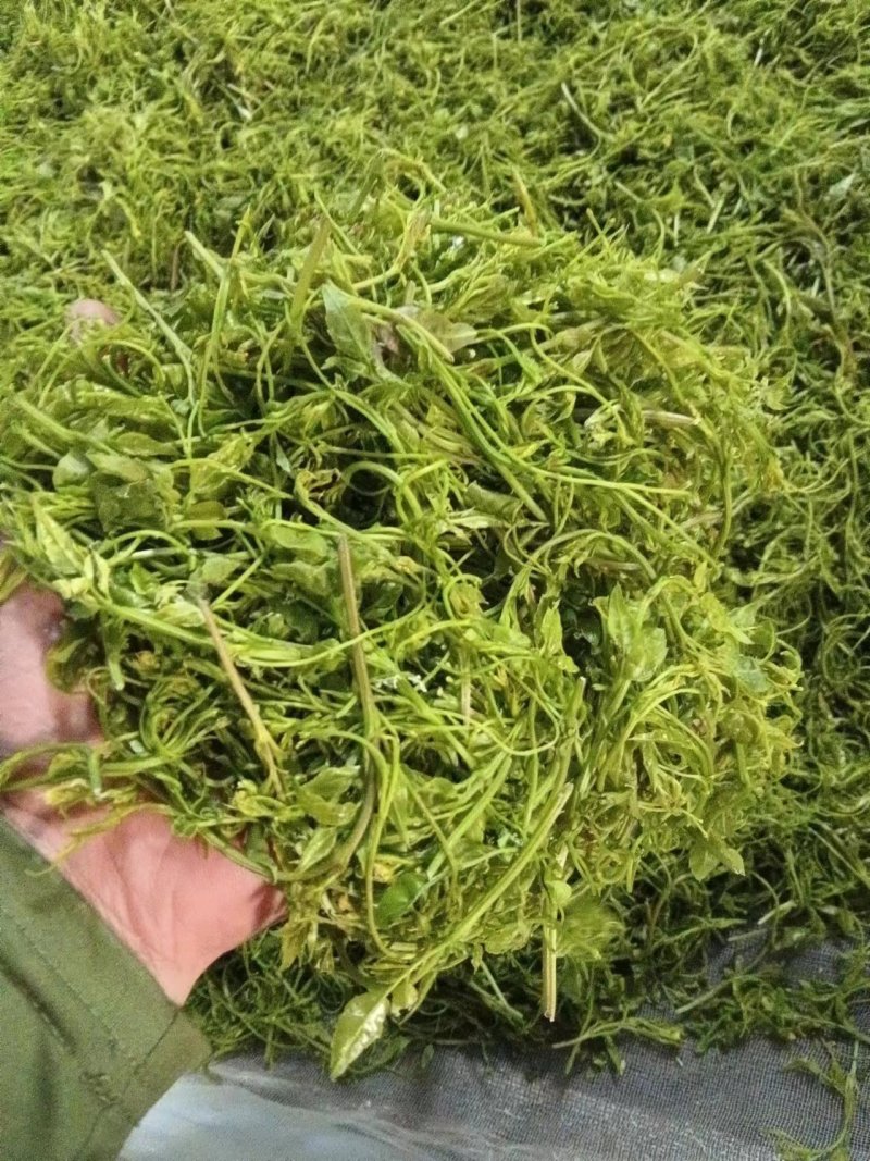 湖南湘西牙尖藤茶又叫龙须藤茶，湖南湘西自产自销批发