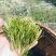湖南湘西牙尖藤茶又叫龙须藤茶，湖南湘西自产自销批发