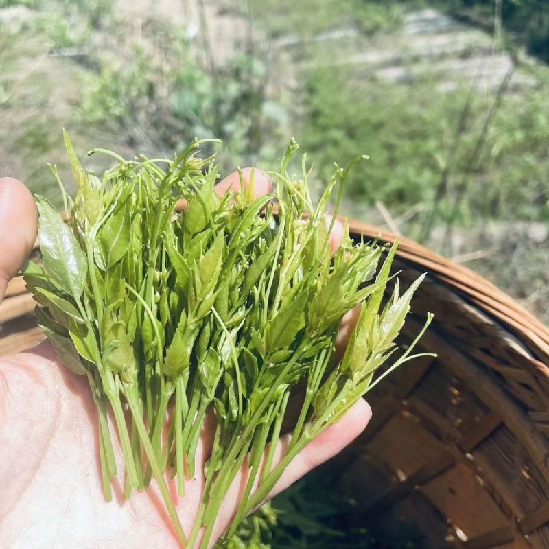湖南湘西牙尖藤茶又叫龙须藤茶，湖南湘西自产自销批发