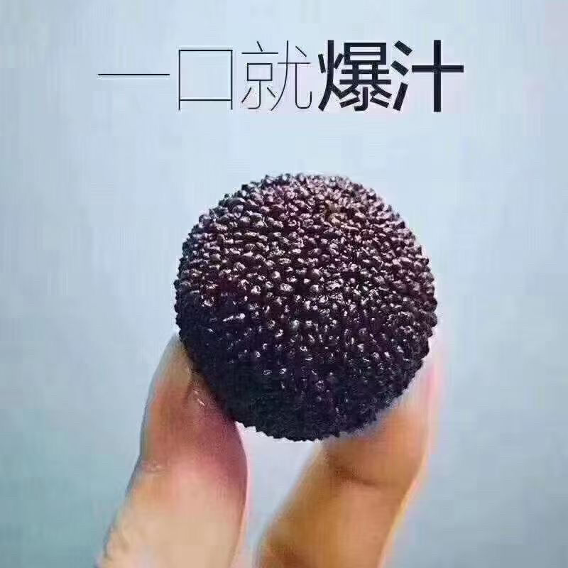 杨梅