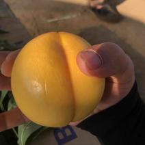大量黄红油桃