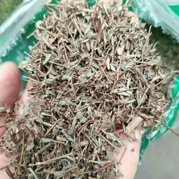 中药材丁葵草人字草二叶人字草苍蝇翼乌蝇翼铺地锦