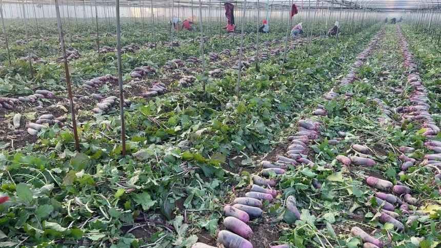 水果萝卜采收场景 水果萝卜采收场景