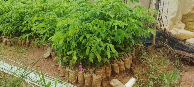 猴耳环苗，粗壮成活好，短期种植，每年一收，包回收