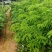 猴耳环苗，粗壮成活好，短期种植，每年一收，包回收