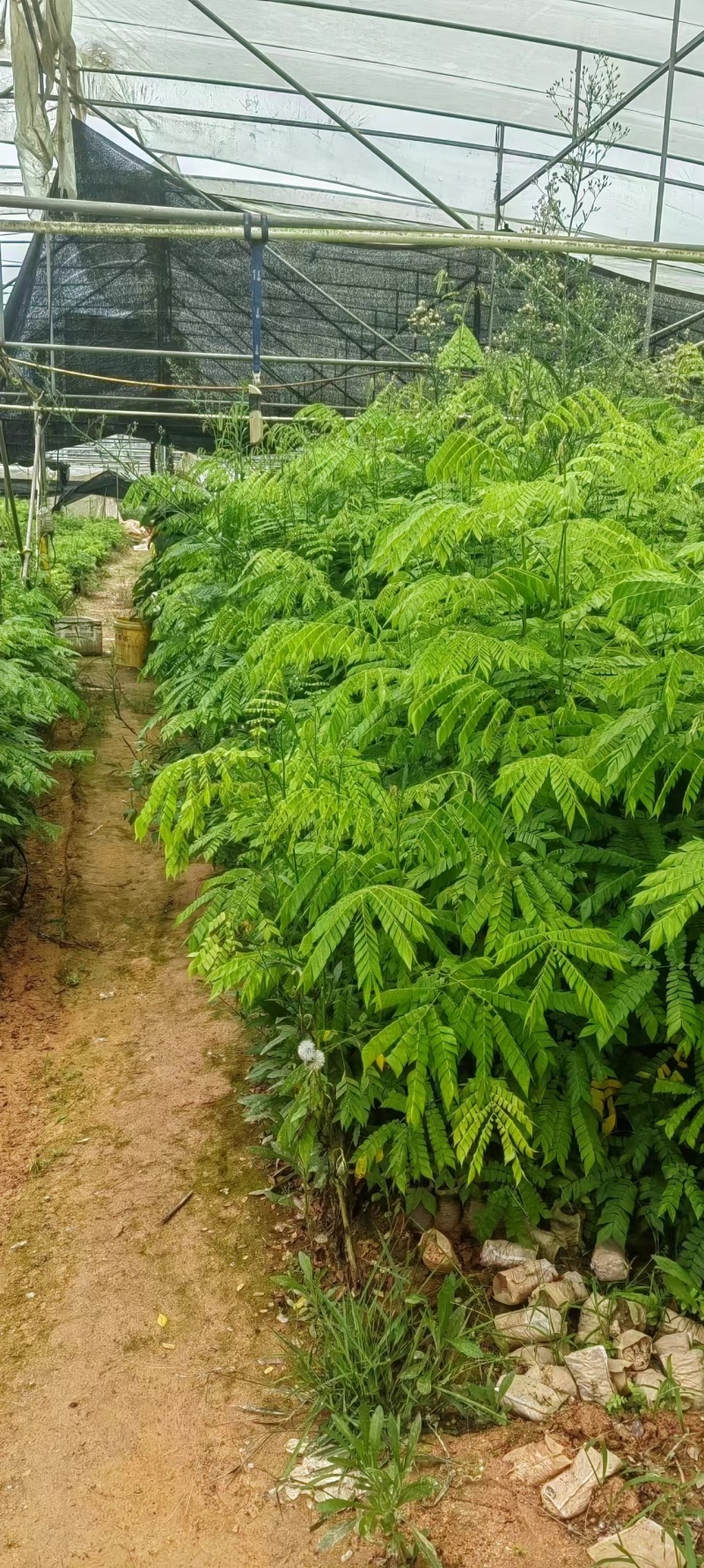 猴耳环苗，粗壮成活好，短期种植，每年一收，包回收