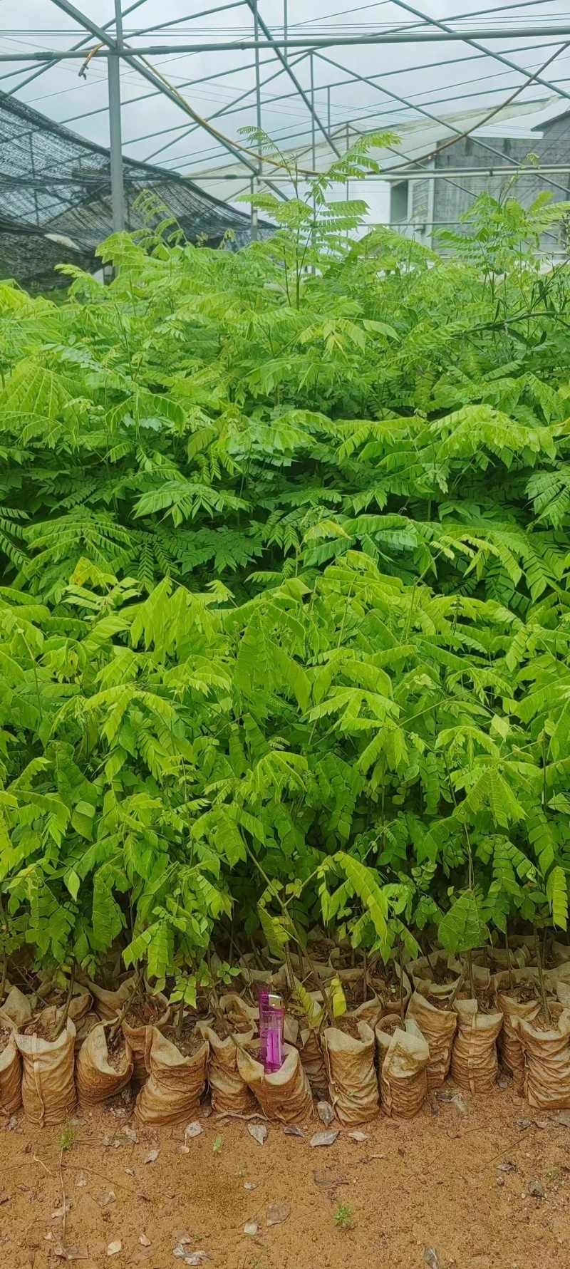 猴耳环苗，粗壮成活好，短期种植，每年一收，包回收