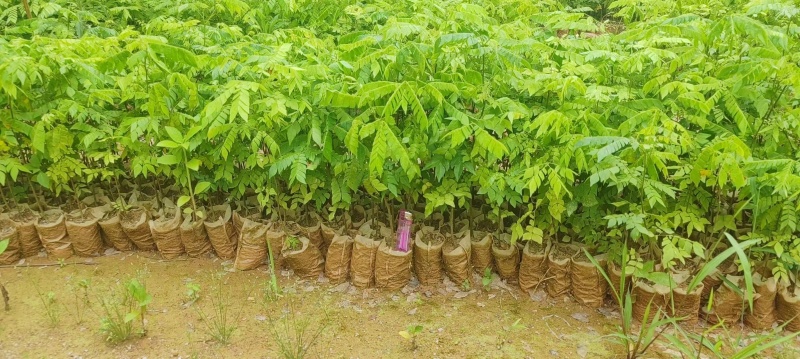 猴耳环苗，粗壮成活好，短期种植，每年一收，包回收