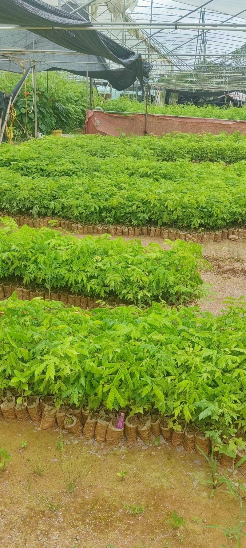 猴耳环苗，粗壮成活好，短期种植，每年一收，包回收