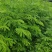 猴耳环苗，粗壮成活好，短期种植，每年一收，包回收