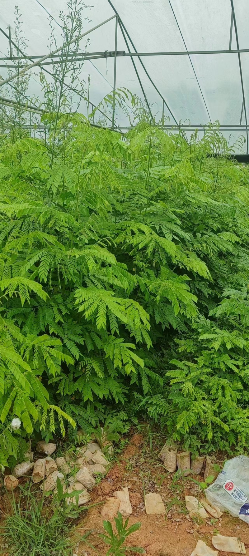 猴耳环苗，粗壮成活好，短期种植，每年一收，包回收