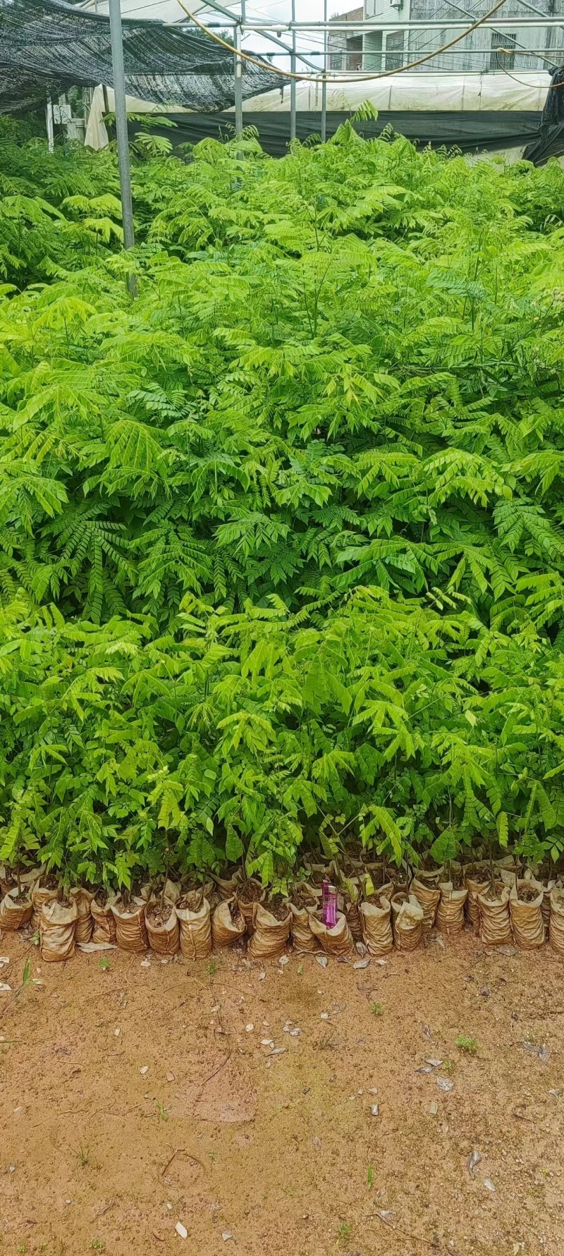 猴耳环苗，粗壮成活好，短期种植，每年一收，包回收